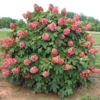 Hydrangea quercifolia 'Queen of Hearts' 