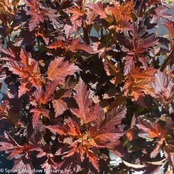 Physocarpus opulifolius 'Red Robe™' 