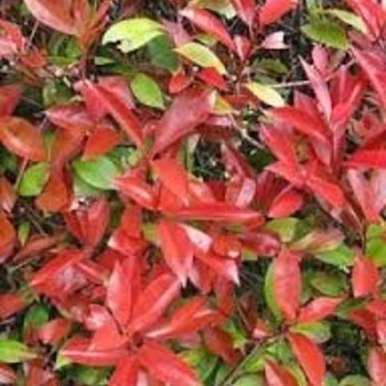 Photinia glabra