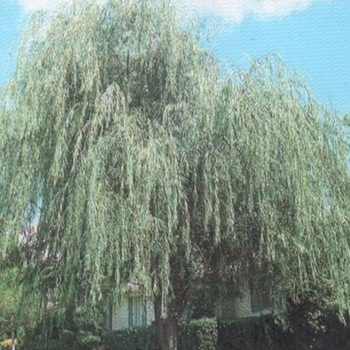 Salix x blanda