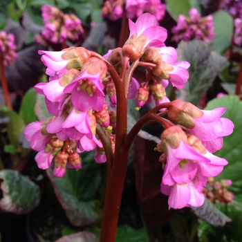 Bergenia 'Eden's Dark Margin' 