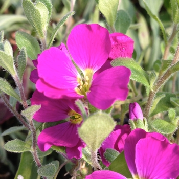 Aubrieta 'Cascade Red' 