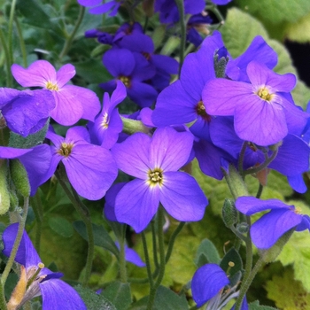 Aubrieta 'Cascade Blue' 