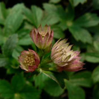 Astrantia major 'Tickled Pink'