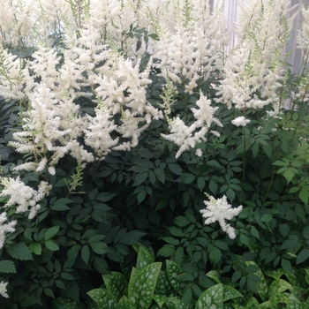 Astilbe x arendsii 'Diamond' 