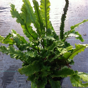 Asplenium scolopendrium 'Angustifolia' 