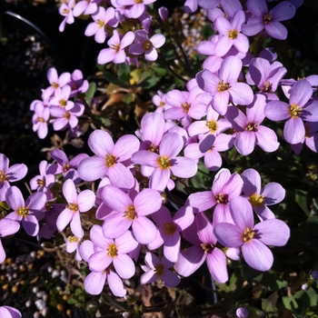 Arabis alpina ssp. caucasica 'Rosea' 