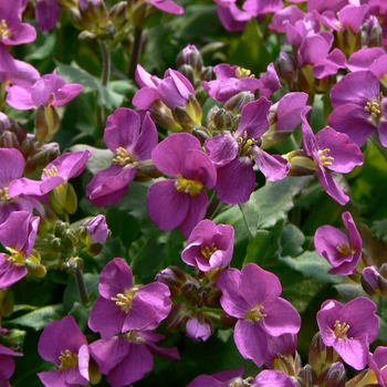 Arabis caucasica 'Compinkie' 