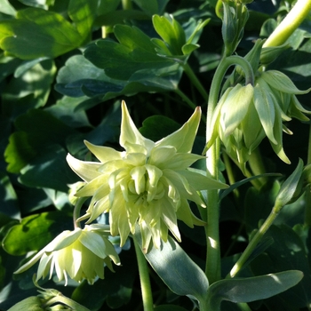 Aquilegia vulgaris var. stellata 'Green Apples' 