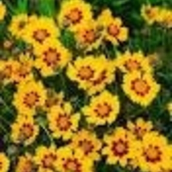 Coreopsis grandiflora 'Domino' 