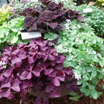 Oxalis 'Multiple Varieties' 