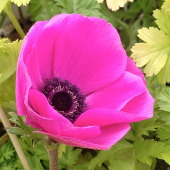 Anemone coronaria 'Harmony Series' 