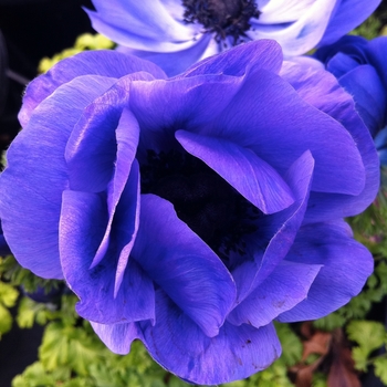 Anemone coronaria 'Harmony Blue'