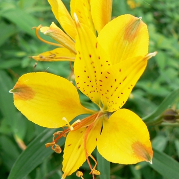 Alstroemeria 'Sweet Laura'