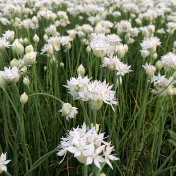 Allium amplectens 'Graceful Beauty' 