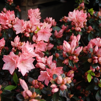 Rhododendron Gable hybrid 'Louise Gable' 