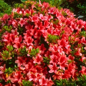 Rhododendron Satsuki hybrid 'Flame Creeper' 
