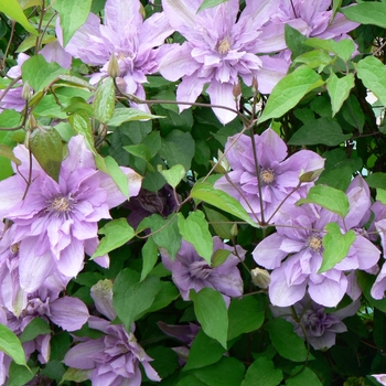 Clematis 'Proteus' 