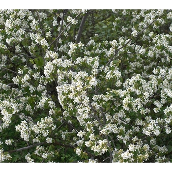 Amelanchier utahensis