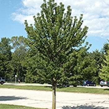 Fraxinus pennsylvanica 'Johnson' 