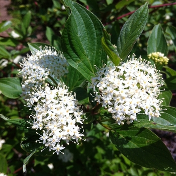 Cornus alba 'Sibirica' 