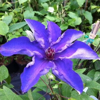 Clematis 'The President'