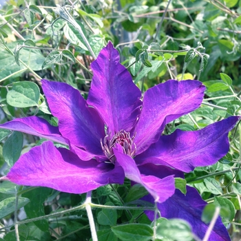 Clematis 'The President' 