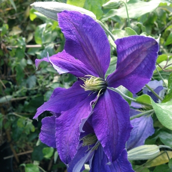 Clematis 'Rhapsody' 