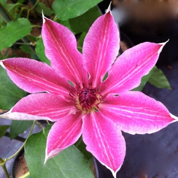 Clematis 'Lincoln Star'