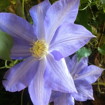 Clematis 'H.F. Young'