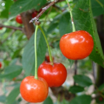 Prunus 'Montmorency'