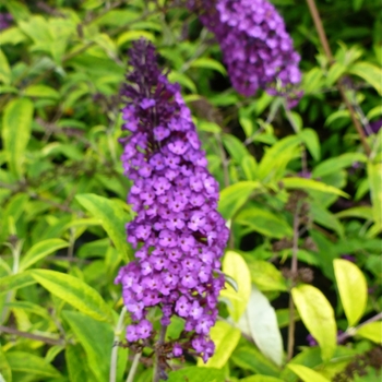 Buddleia davidii 'Santana' 