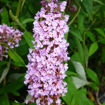 Buddleia davidii 'Ile de France' 