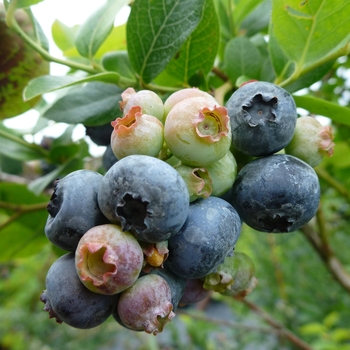 Vaccinium angustifolium 'Northland'