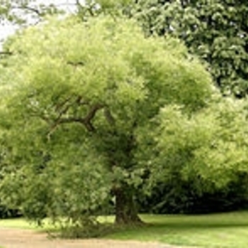 Sophora japonica