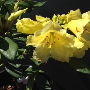 Rhododendron 'Hotei' 