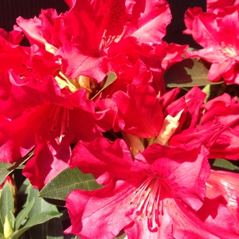 Rhododendron 'Jean Marie de Montague' 