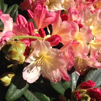 Rhododendron 'Percy Wiseman' 