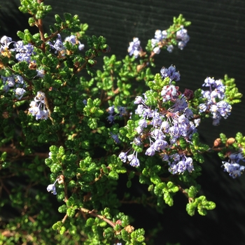 Ceanothus impressus 'Vandenberg' 