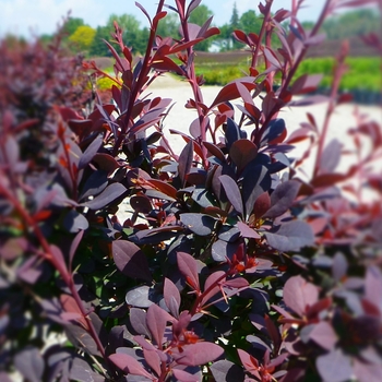 Berberis thunbergii 'Royal Cloak'