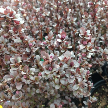 Berberis thunbergii 'Concorde'