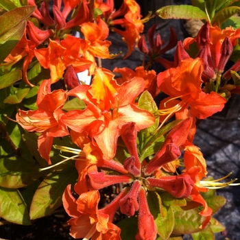 Rhododendron Northern Lights hybrid 'Mandarin Lights'