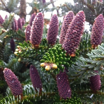 Abies koreana 'Horstmann's Silberlocke' 