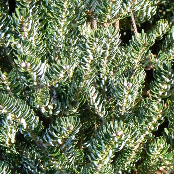 Abies koreana 'Silberlocke'