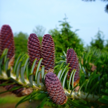 Abies koreana