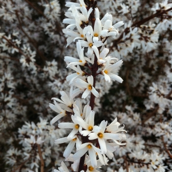 Abeliophyllum distichum 