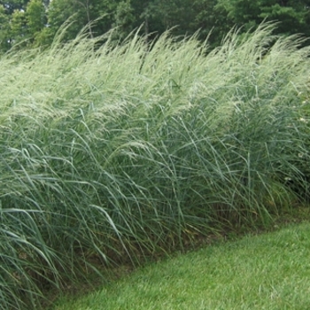 Panicum amarum 'Dewey Blue' 
