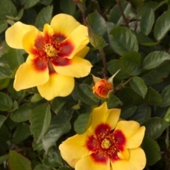 Rosa 'Yellow' 