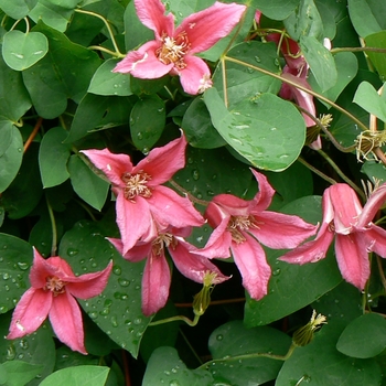 Clematis texensis 'Princess Diana'