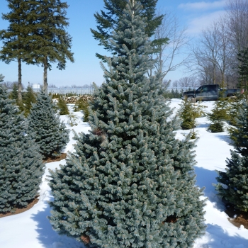 Abies lasiocarpa 'Glauca Compacta'